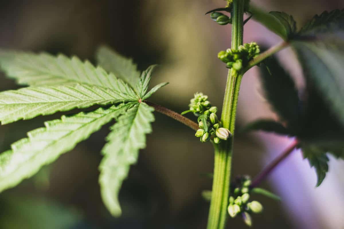 Männliche Cannabis Pflanze erkennen