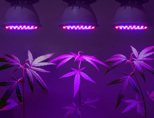 Das richtige Licht für dein Cannabis: Beleuchtung & Co.