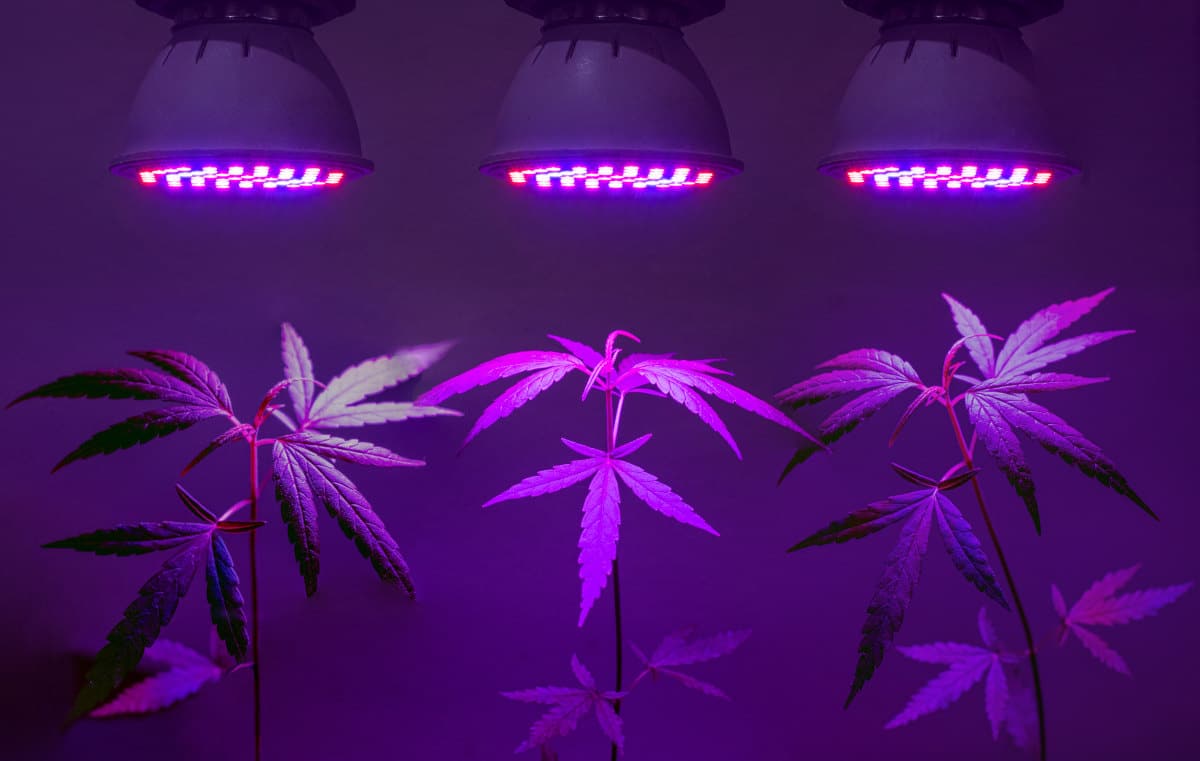 Das richtige Licht für dein Cannabis: Beleuchtung & Co.