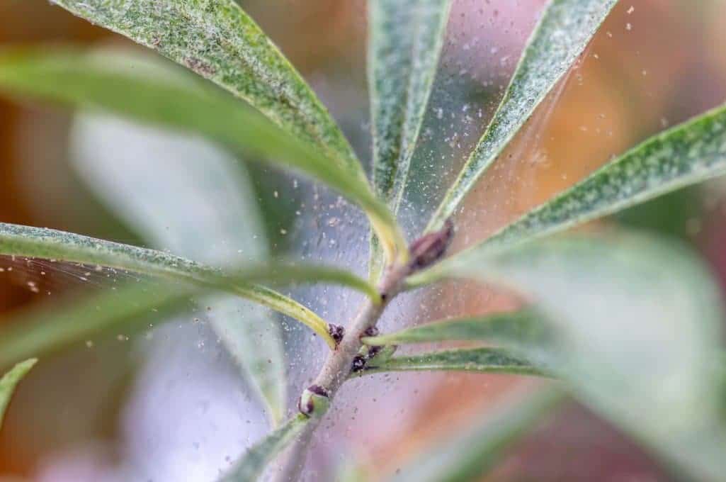 Feine Spinnweben auf Pflanze