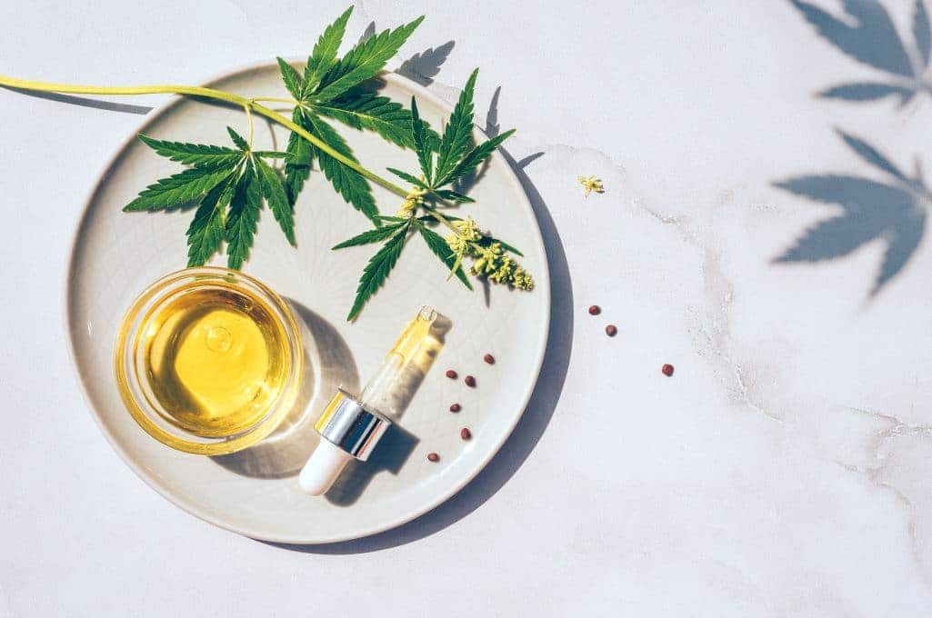 Zweig einer Cannabis-Pflanze und Cannbis-Öl auf einem Teller