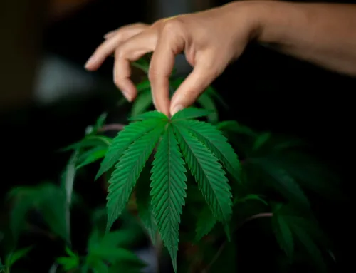 Cannabispflanzen in Deutschland kaufen legal und sicher | Stecklinge | Samen